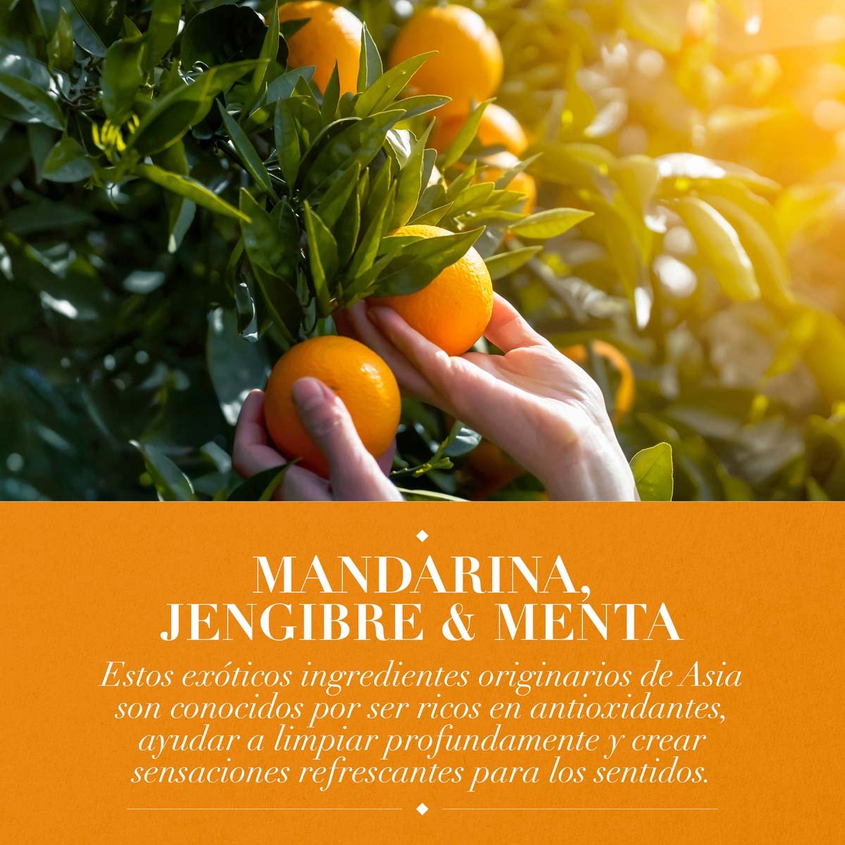 Herbal Essences Frescura Mandarina, Jengibre & Menta Acondicionador 400 Ml image number null