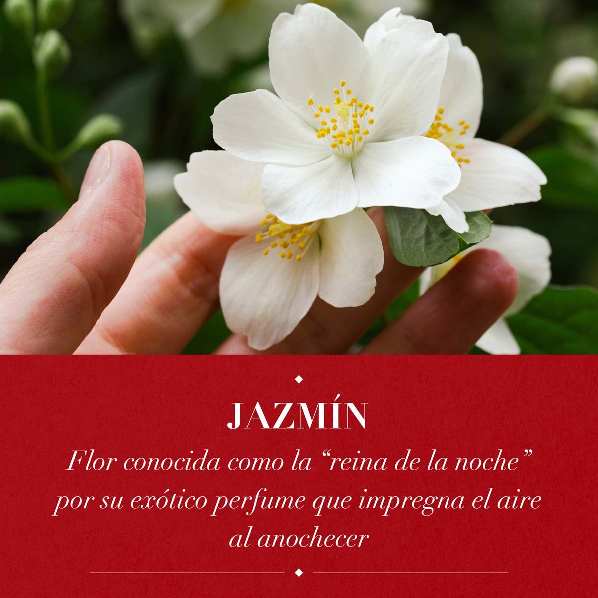 Herbal Essences Mousse Cabello Rizo 200g12 image number null