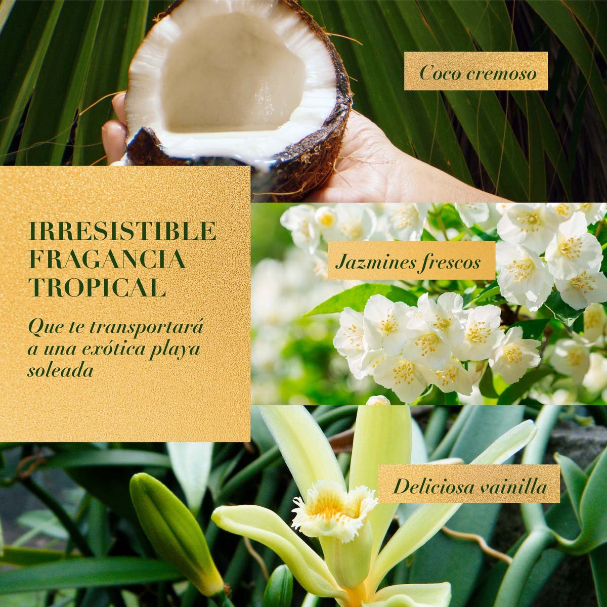 Herbal Essences Shampoo Bio: Renew Coconut Milk 400 Ml image number null